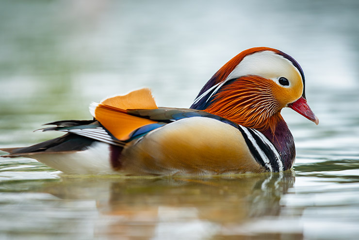 156_nature